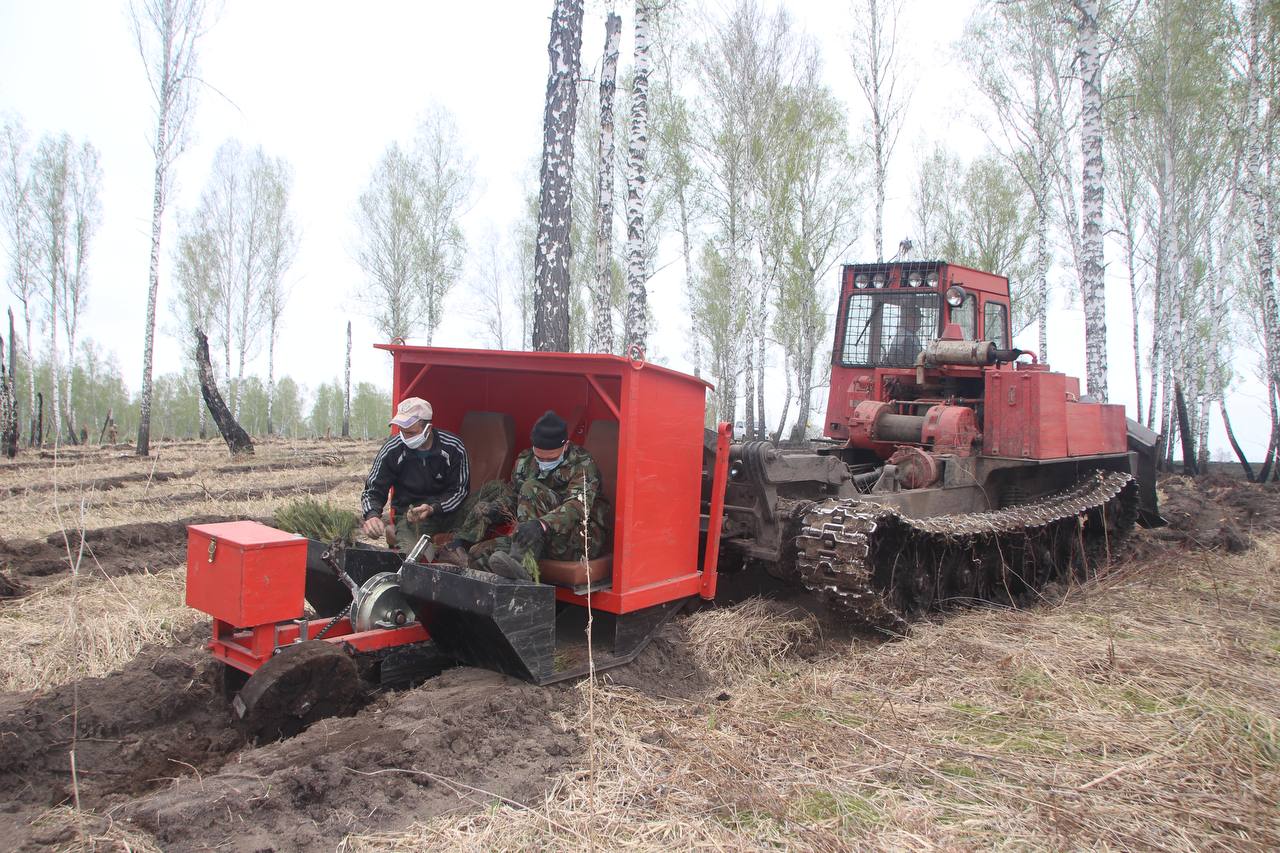 деревья нацпроект3.jpg